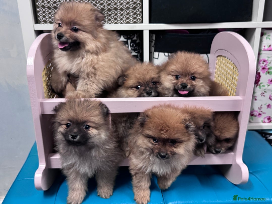 Pomeranian dogs for sale: FLUFFY POMERANIAN FOR SALE 🥰 - Advert 27
