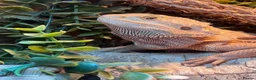 Bearded Dragon reptiles for sale: bearded dragon all the set up in Norwich - Advert 5