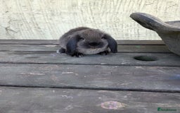 Mini Lop rabbits for sale: Pure bred Mini Lop Bunnies - Image 17