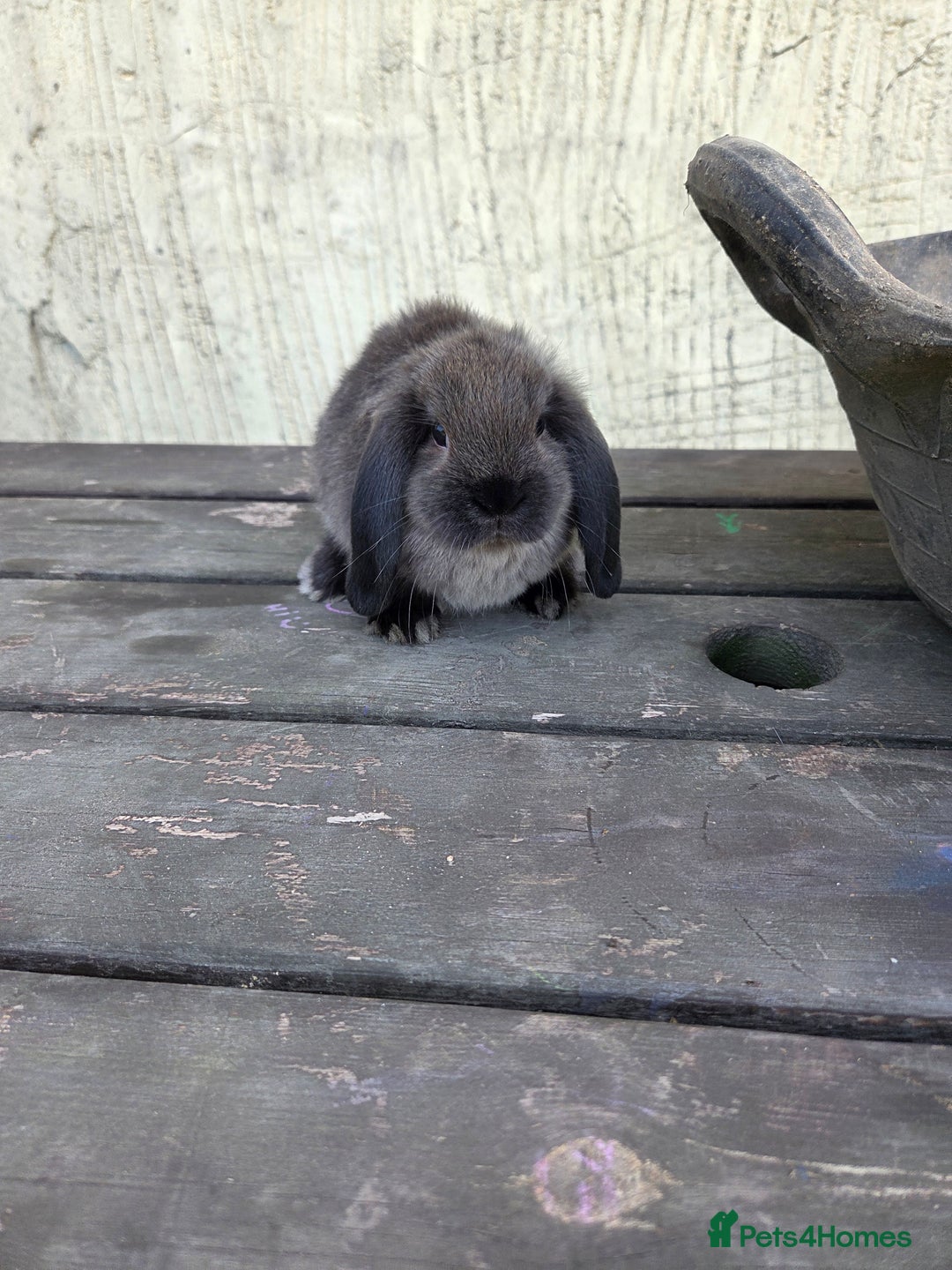 Mini Lop rabbits for sale: Pure bred Mini Lop Bunnies - Image 17