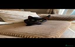 Mixed Breed cats for sale: Loving cats - Image 3