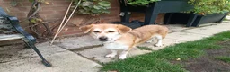 Mixed Breed dogs for adoption: Malika for adoption in Bedford - Advert 4