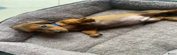 Miniature Dachshund dogs for sale: Miniature dachshund 3 boys 5 girls - Advert 26