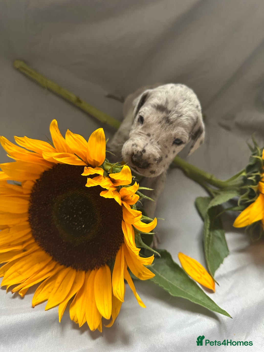 Great Dane dogs for sale: KC Registered Great Dane Puppies. - Image 12