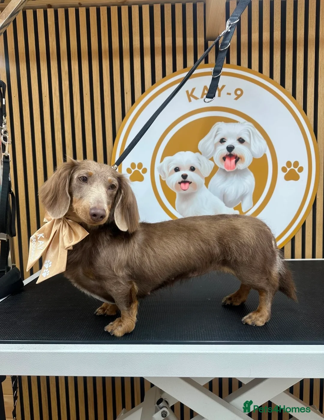 Miniature Dachshund dogs for sale: Long haired Isabella miniature Dachshund - Advert 2