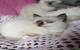 Ragdoll cats for sale: 💗Beautiful GCCF Registered Ragdoll Kittens. - Image 10