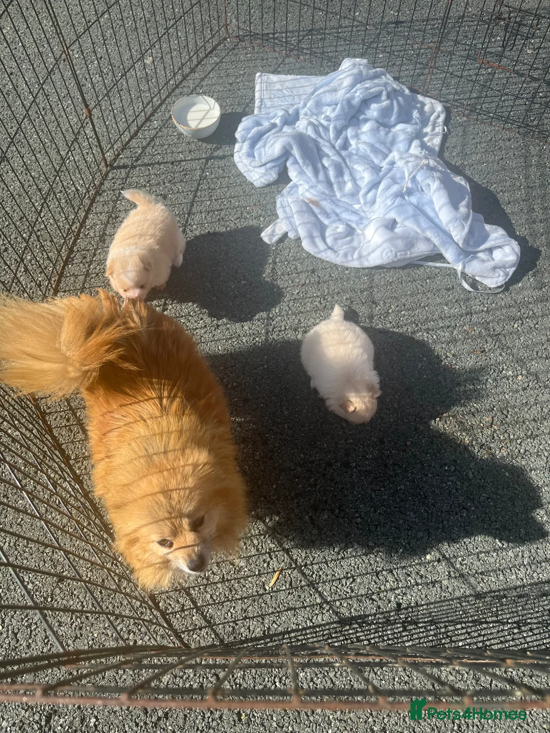 Pomeranian dogs for sale: 2 Pomeranian boy puppies for sale - Advert 1