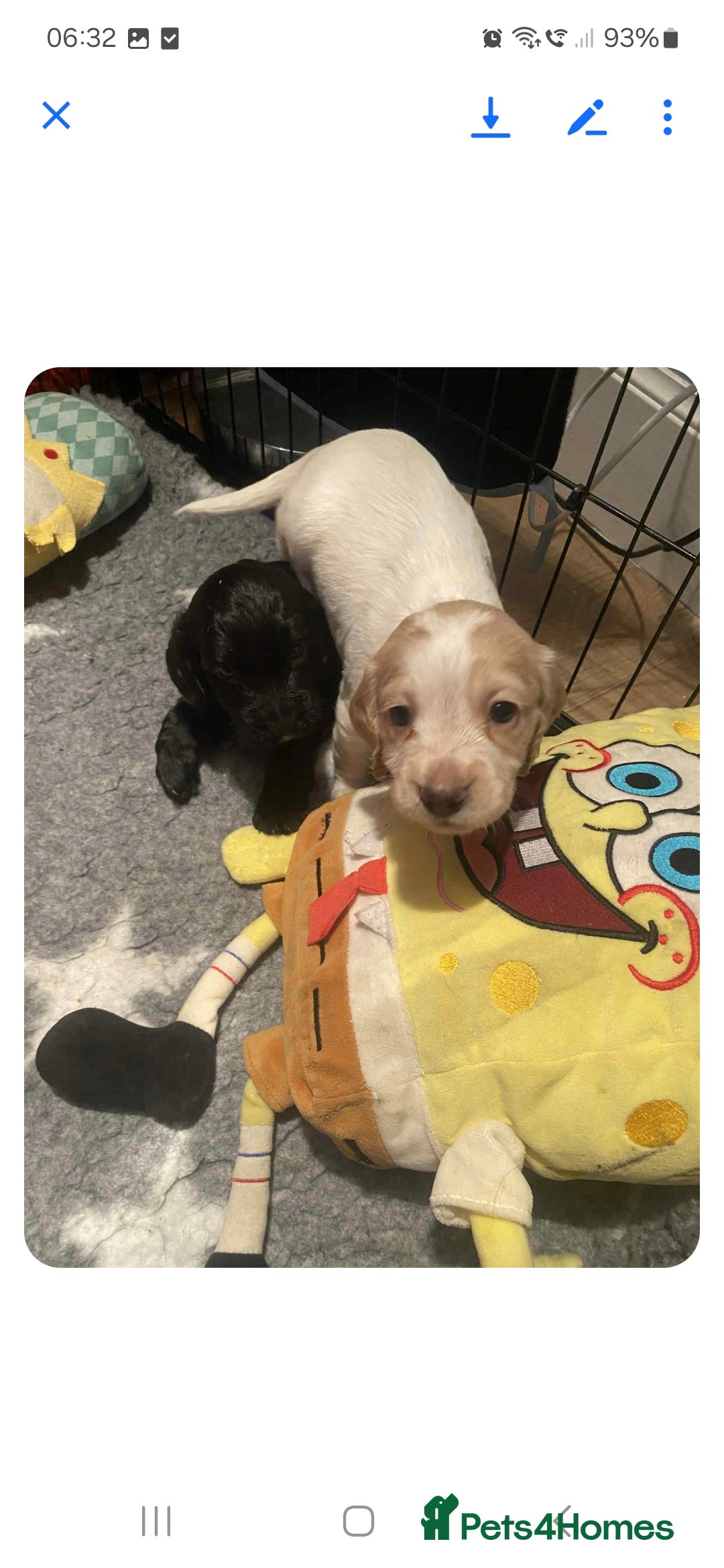 Cocker Spaniel dogs for sale: 6 cocker-spaniel pups  - Image 13