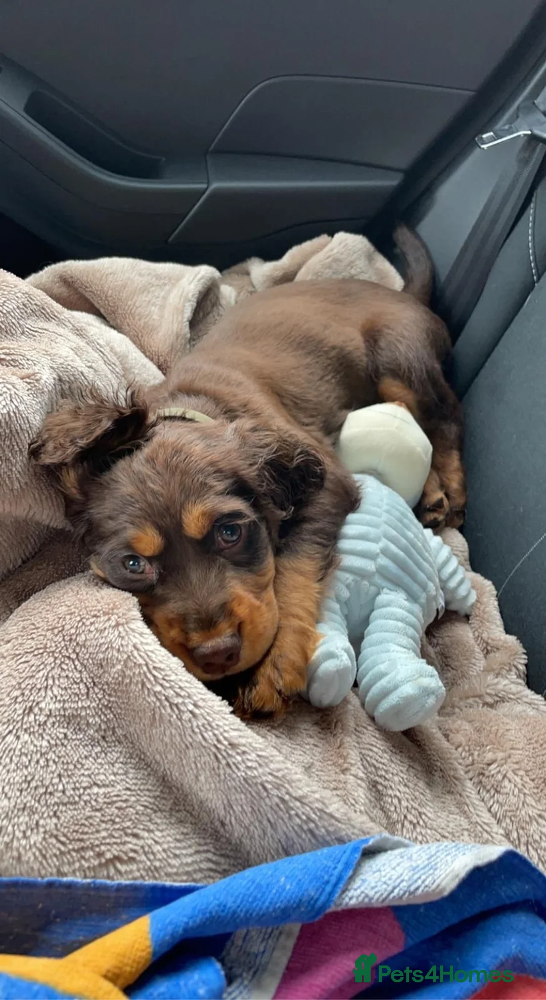 Cocker Spaniel dogs for stud: Cocker Spaniel Chocolate Sable for stud in Bedford - Advert 22