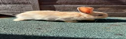 Giant Papillon rabbits for sale: continental giant , minilop , netherland draft - Advert 25