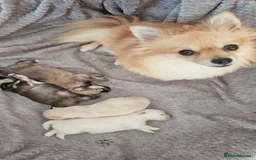 Pomeranian dogs for sale: Pomeranian puppies for loving and caring families  - Image 28