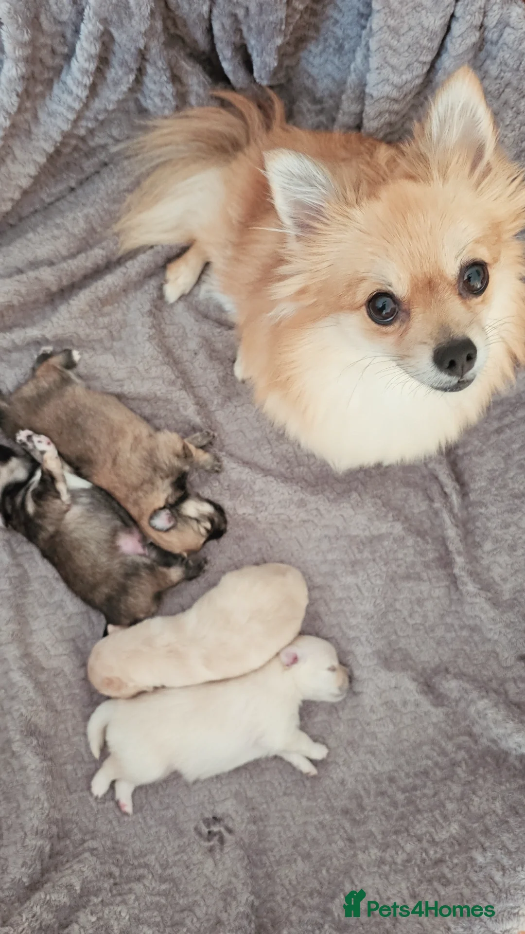 Pomeranian dogs for sale: Pomeranian puppies for loving and caring families  - Image 28