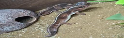 Mixed Breed reptiles for sale: Various reptiles  in Loughborough - Advert 2
