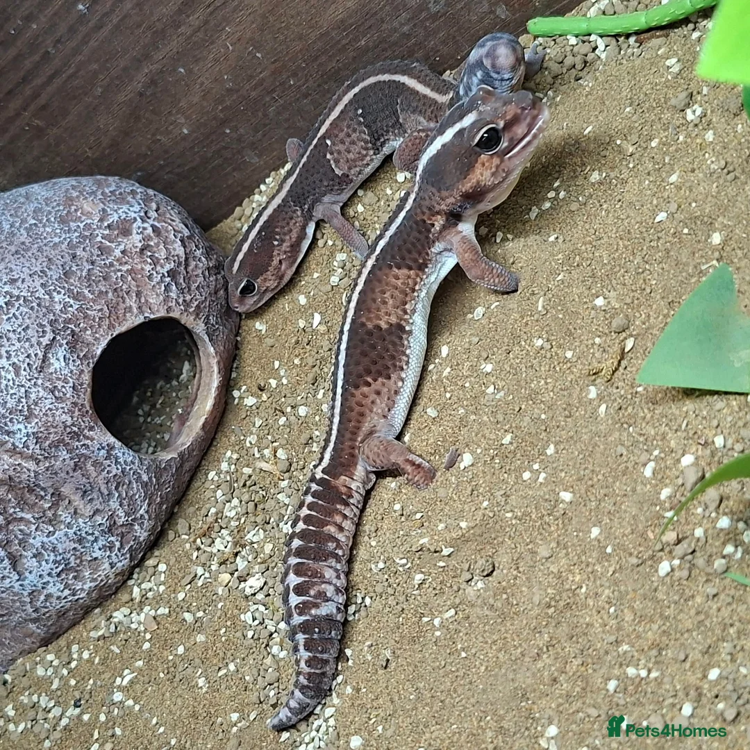 Mixed Breed reptiles for sale: Various reptiles  in Loughborough - Advert 2