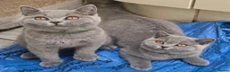 British Shorthair cats for sale: 3 Gorgeous British Short Hair Kittens - Advert 8