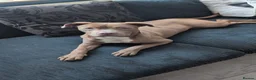 Mixed Breed dogs for sale: Dogs for rehoming  in South Shields - Advert 3
