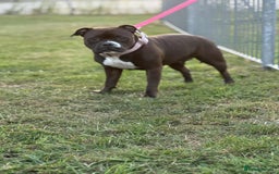 Staffordshire Bull Terrier dogs for sale: KC Staffordshire Bull Terrier - Image 7