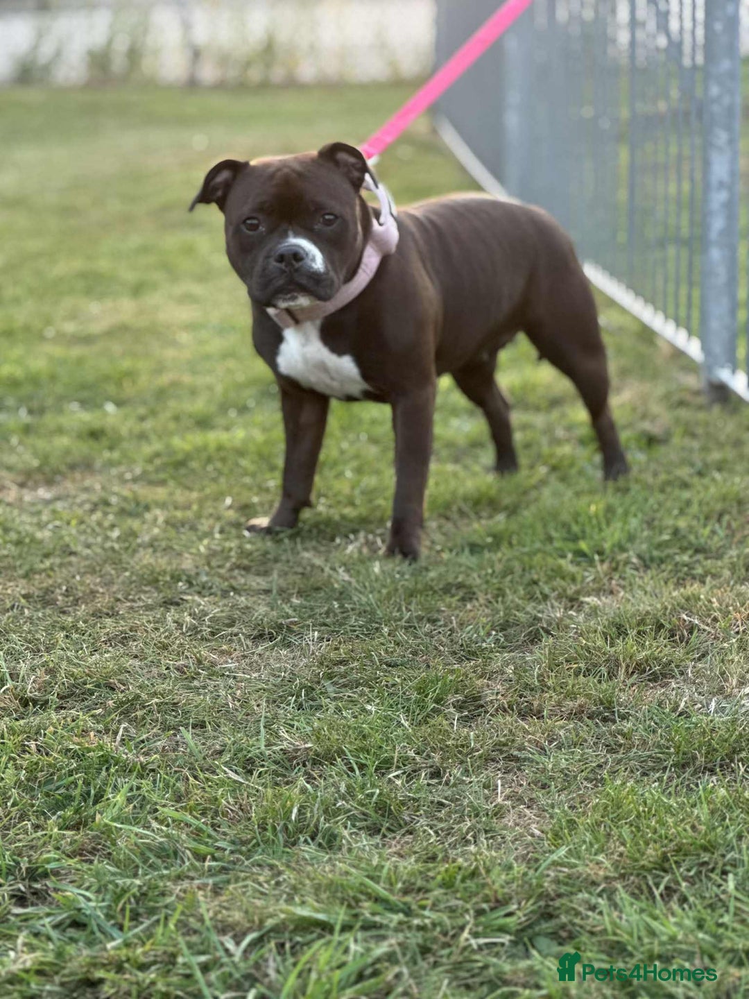 Staffordshire Bull Terrier dogs for sale: KC Staffordshire Bull Terrier - Image 7