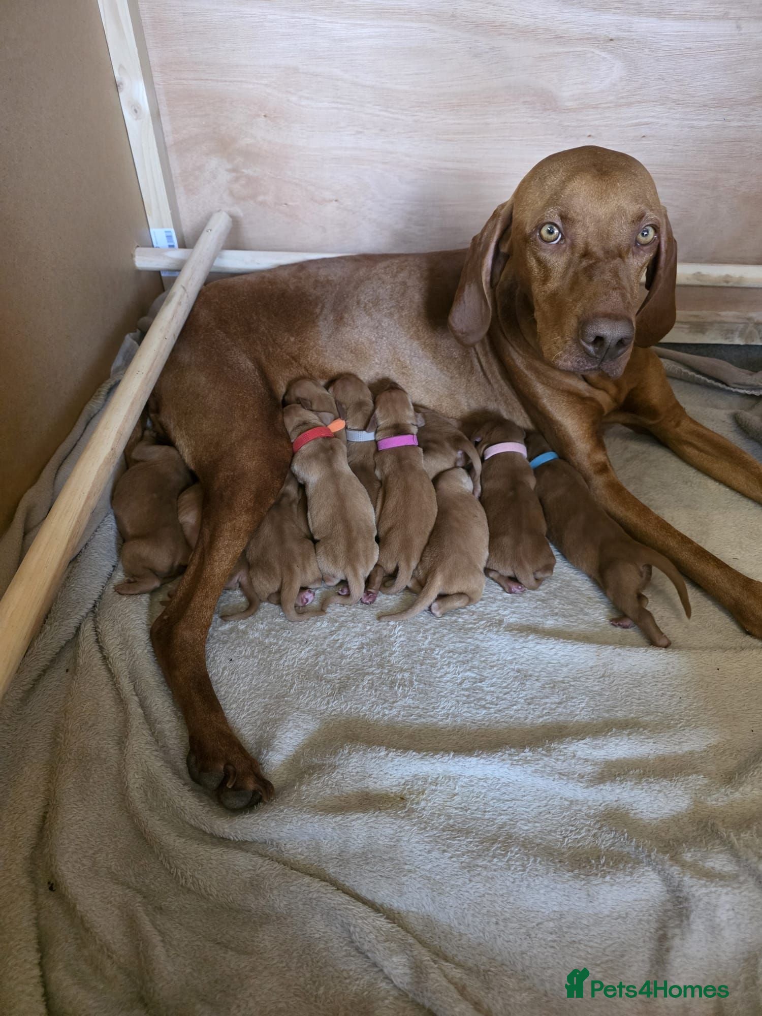 Hungarian Vizsla dogs Hungarian Vizsla Puppies  - Advert 3
