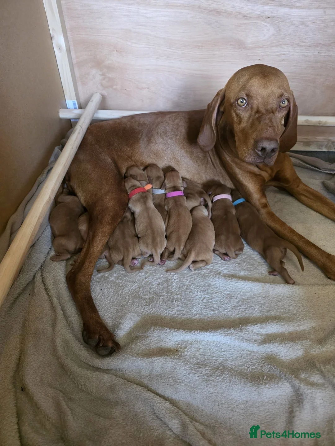 Hungarian Vizsla dogs for sale: Hungarian Vizsla Puppies  - Advert 1