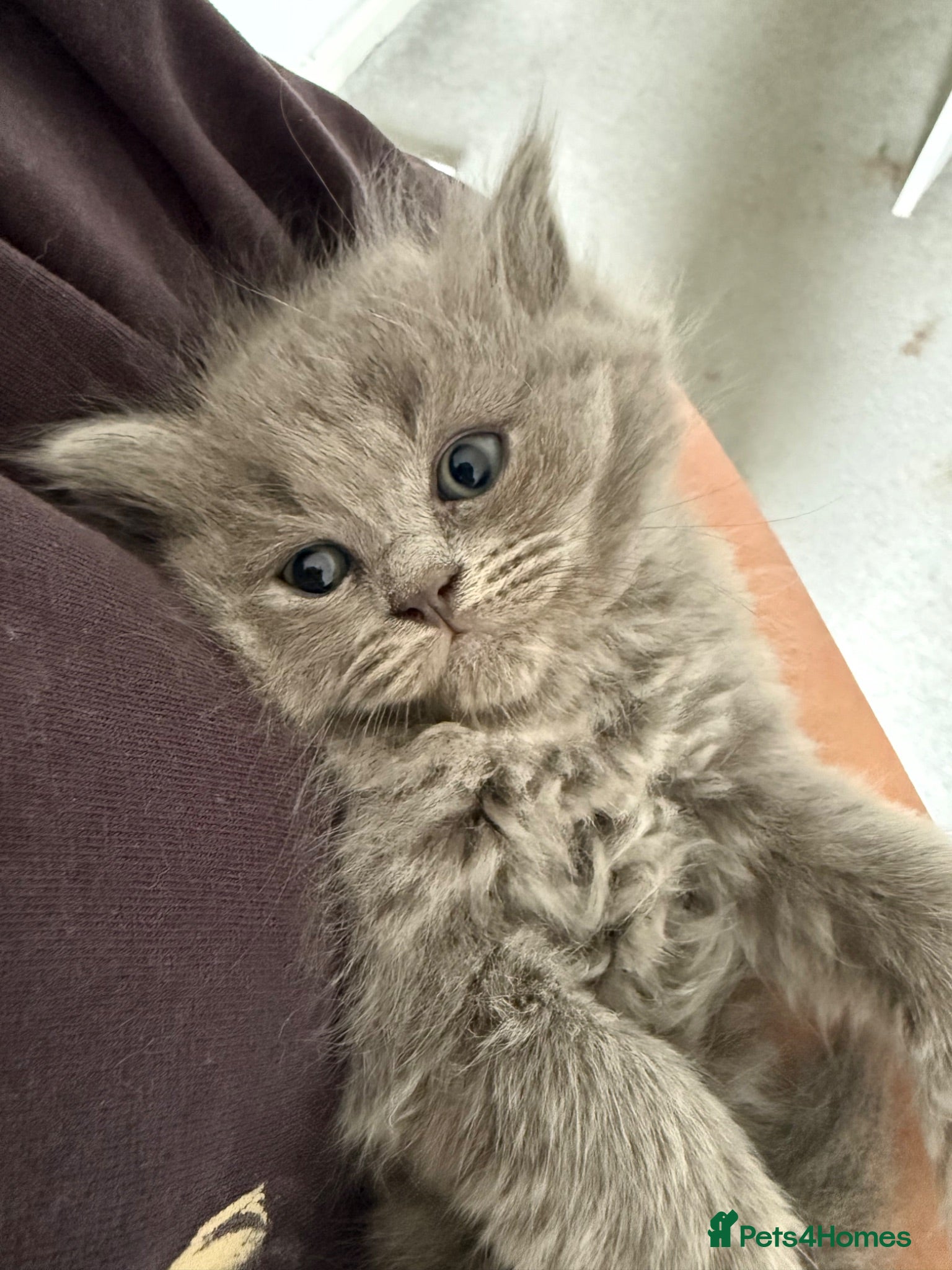 British Shorthair cats 🐾 British Shorthair × Ragdoll Kittens 🐾 - Advert 18