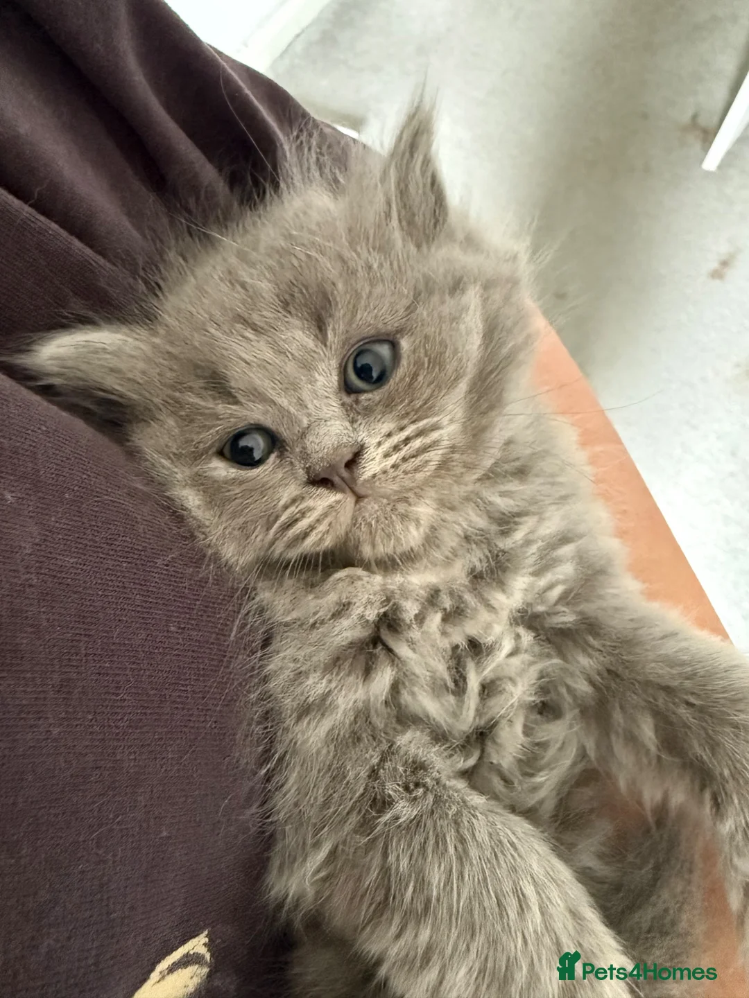 British Shorthair cats for sale: 🐾 British Shorthair × Ragdoll Kittens 🐾 - Advert 11