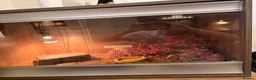 Leopard Gecko reptiles for sale: Leopard gecko in Aberdare - Advert 3