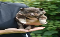 Pomsky dogs for sale: Merle Genuine Toy Size  Pomsky Puppies - Image 25