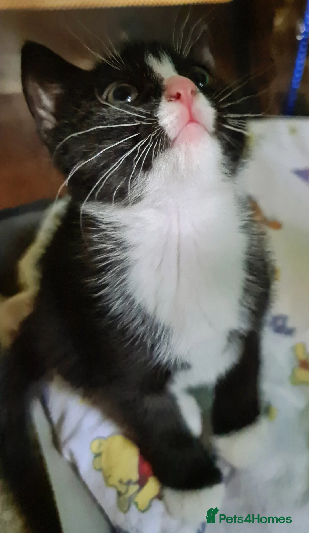 Mixed Breed cats for sale: Mixed bread - Advert 6