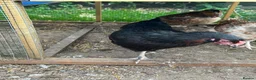 Chickens poultry for sale: Hybrid Hens - Advert 5