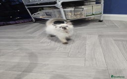 Ragdoll cats for sale: GCCF Registered female. Ready now.  - Image 3