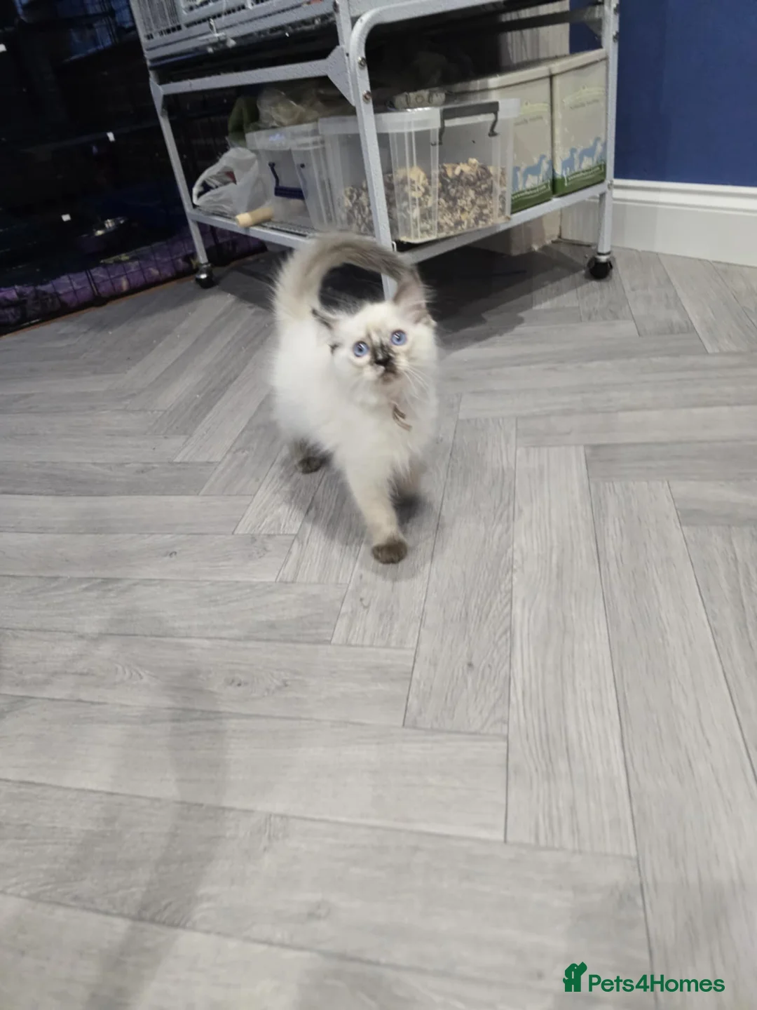 Ragdoll cats for sale: GCCF Registered female. Ready now.  - Advert 8