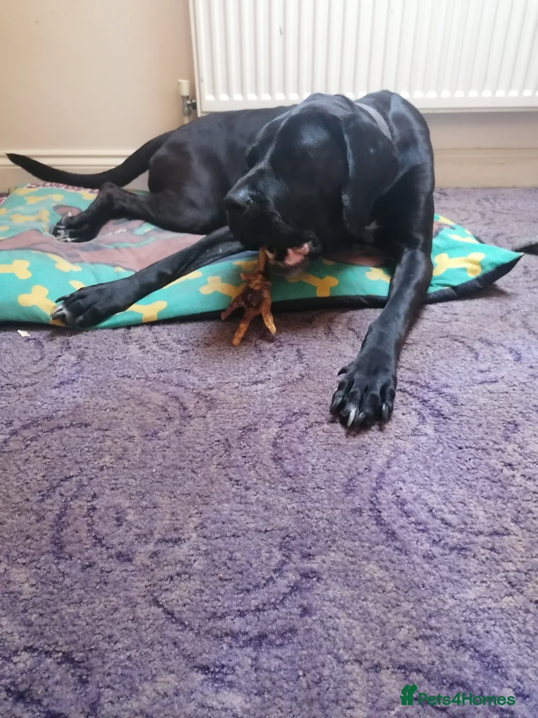 Mixed Breed dogs for sale: Female bully kutta x presa canario for sale in Birmingham - Advert 6