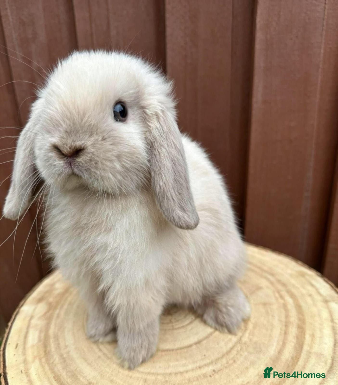 Mini Lop rabbits Stunning Mini lop - Advert 2