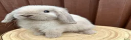 Mini Lop rabbits for sale: Stunning Mini lop in Grimsby - Advert 2