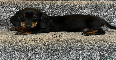 Miniature Dachshund dogs - Advert 6
