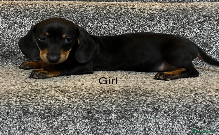 Miniature Dachshund dogs - Advert 1