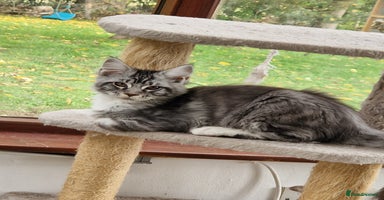 Maine Coon cats - Advert 8