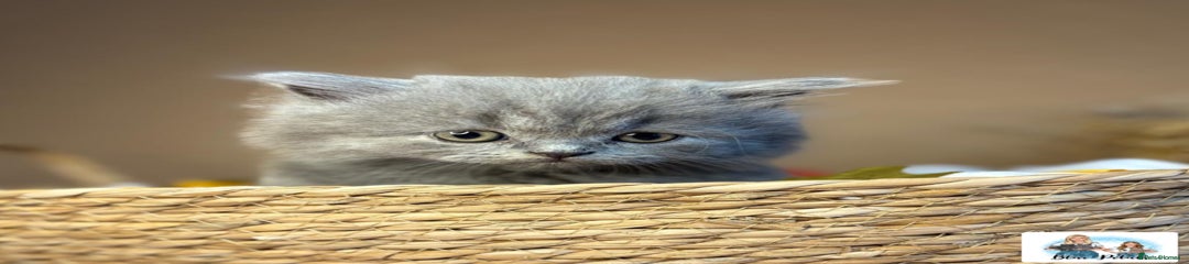 British Longhair Kitten 1
