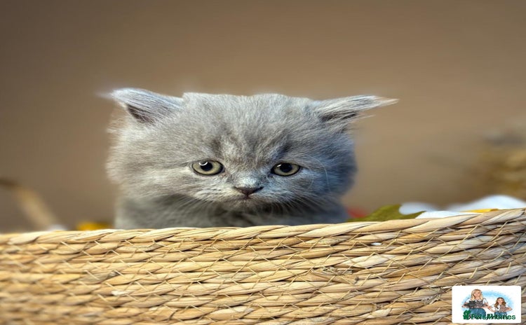 British Longhair cats - Advert 4