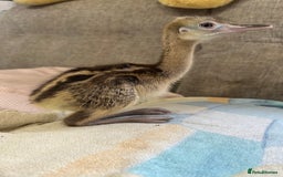 Emus poultry for sale: Baby chicks greater rhea hand reared  - Image 1