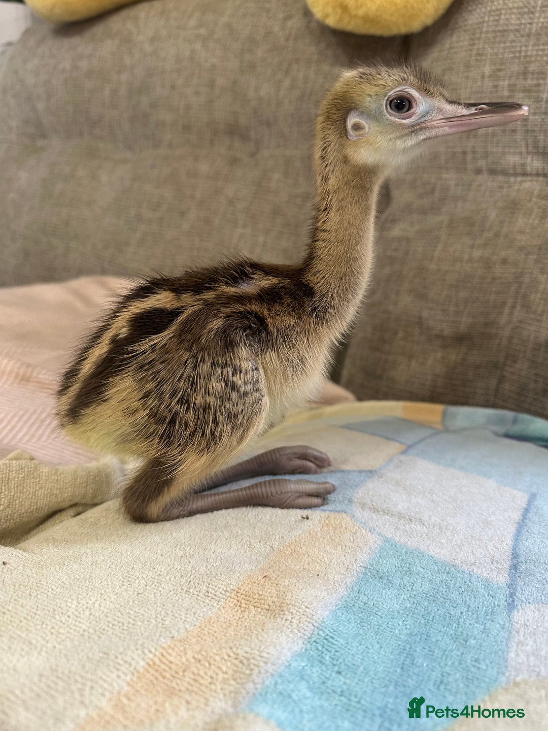 Emus poultry for sale: Baby chicks greater rhea hand reared  - Image 1