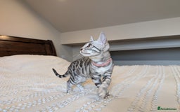 Bengal cats for sale: 🤍🖤🩶 Bengal Kittens 🩶🖤🤍 in Barnoldswick - Image 18
