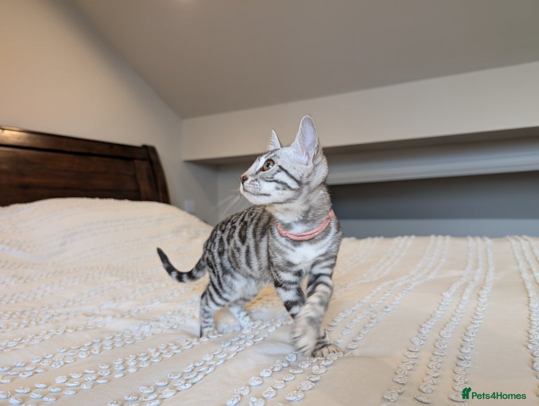 Bengal cats for sale: 🤍🖤🩶 Bengal Kittens 🩶🖤🤍 in Barnoldswick - Image 18