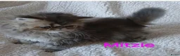 Persian cats for sale: STUNNING GCCF PERSIAN EXOTIC BABIES - Advert 8