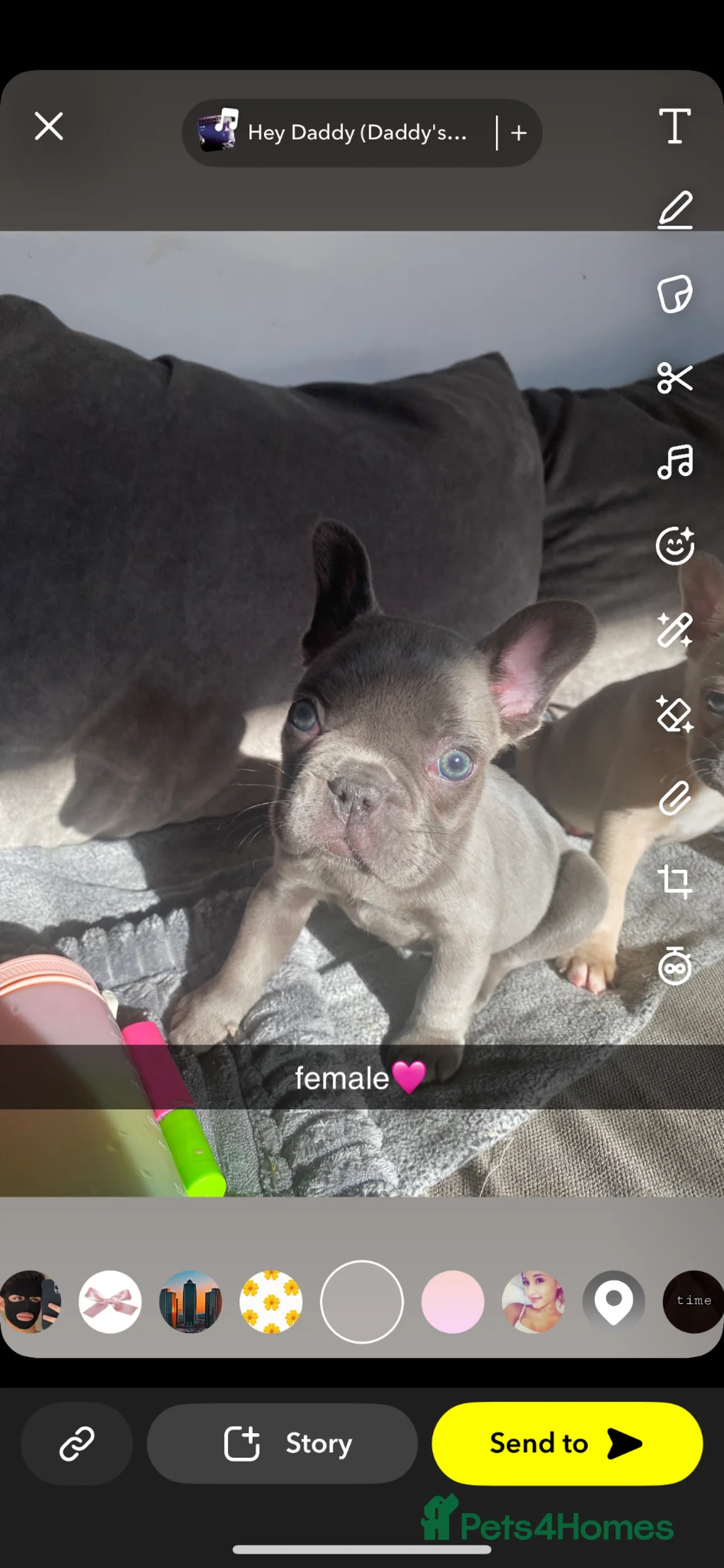 French Bulldog dogs for sale: RAREST CHAMPION FRENCHIES.  - Advert 2