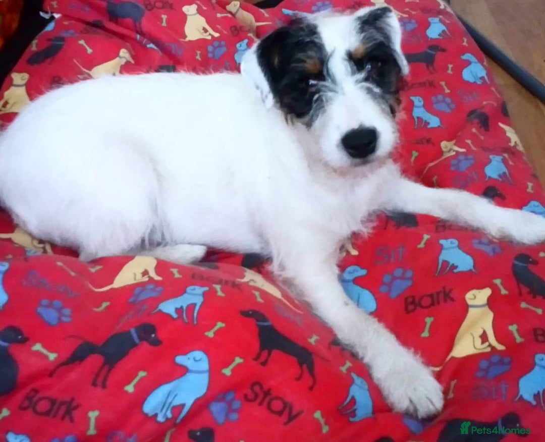 Jack Russell dogs for sale: Two Jack Russell’s can be separated  - Advert 6
