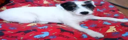 Jack Russell dogs for sale: Two Jack Russell’s can be separated  - Advert 6