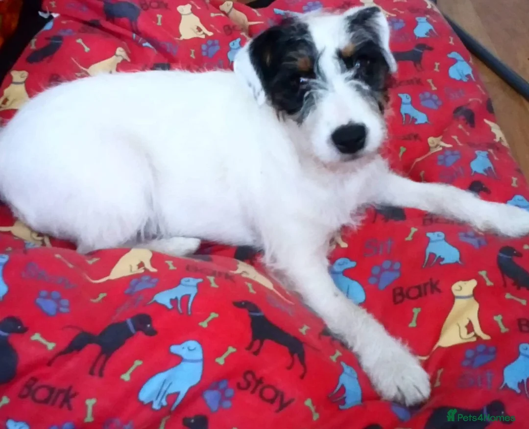 Jack Russell dogs for sale: Two Jack Russell’s can be separated  - Advert 6