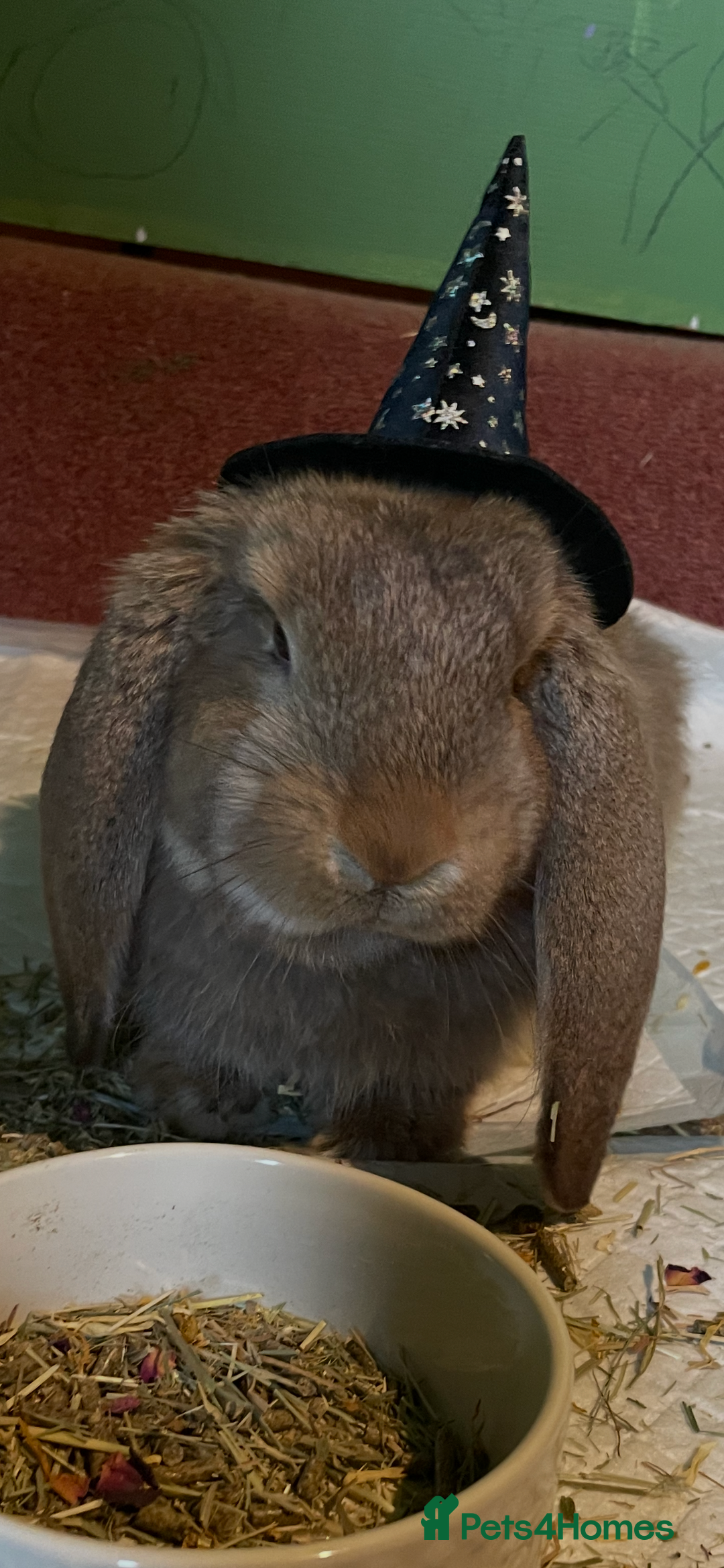 French Lop rabbits for sale: French Lop female 5 months old  - Advert 3